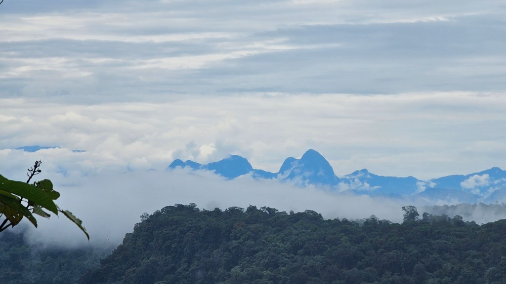 Avanza el sueño colectivo del Resguardo El Gran Sábalo: se inicia la apertura del camino gracias al esfuerzo conjunto entre el resguardo El Gran Sábalo y la Alcaldía de&nbsp;Barbacoas